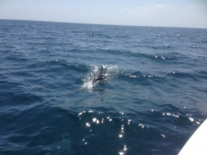 Casco Charters dolphin1