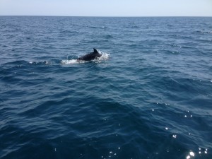 Casco Charters whales
